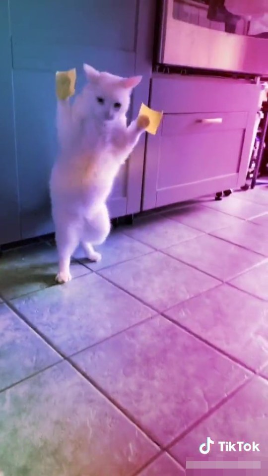 Frustrated Cat Squeals After Cheese Slices Are Placed On Its Paws