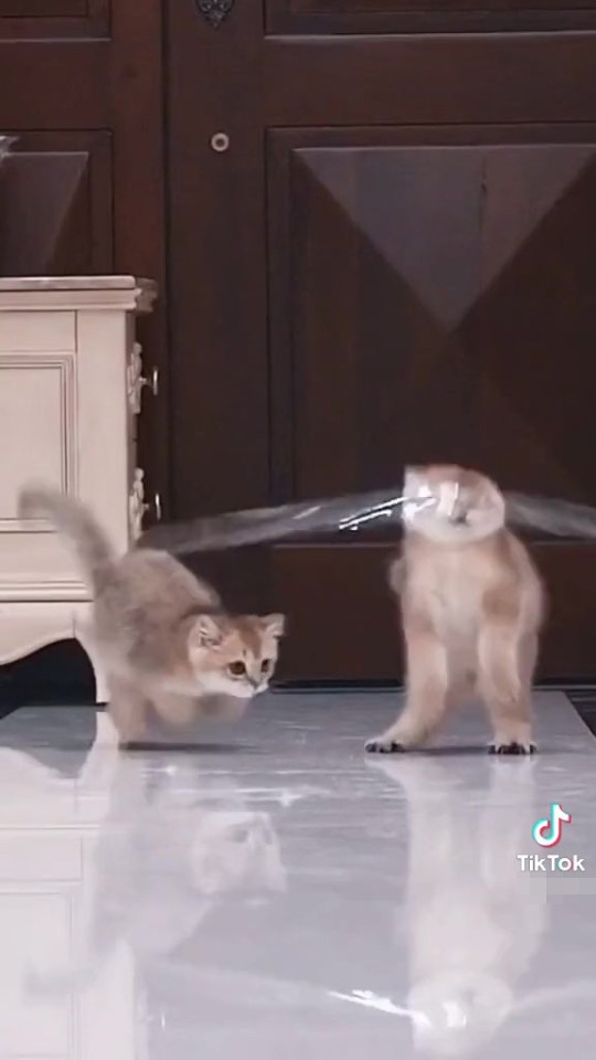 Others Showed Cats Running Towards Their Food Bowls Only To Be Blown Away After Hitting A Barrier Made From Strips Of Cello Tape.