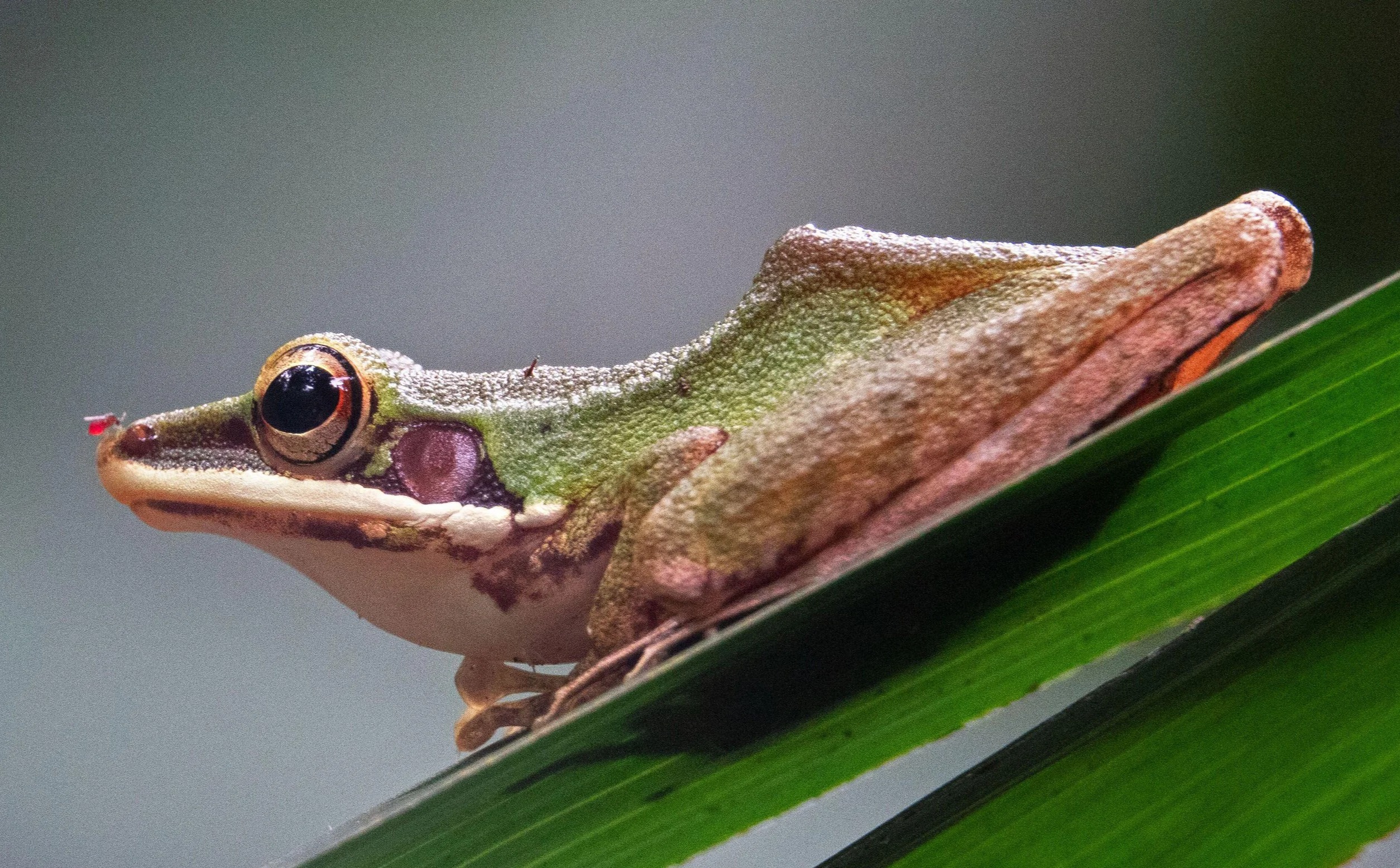 Ukrainian Stars Accused The Frogs Of Keeping Their Stars Awake Before The Game
