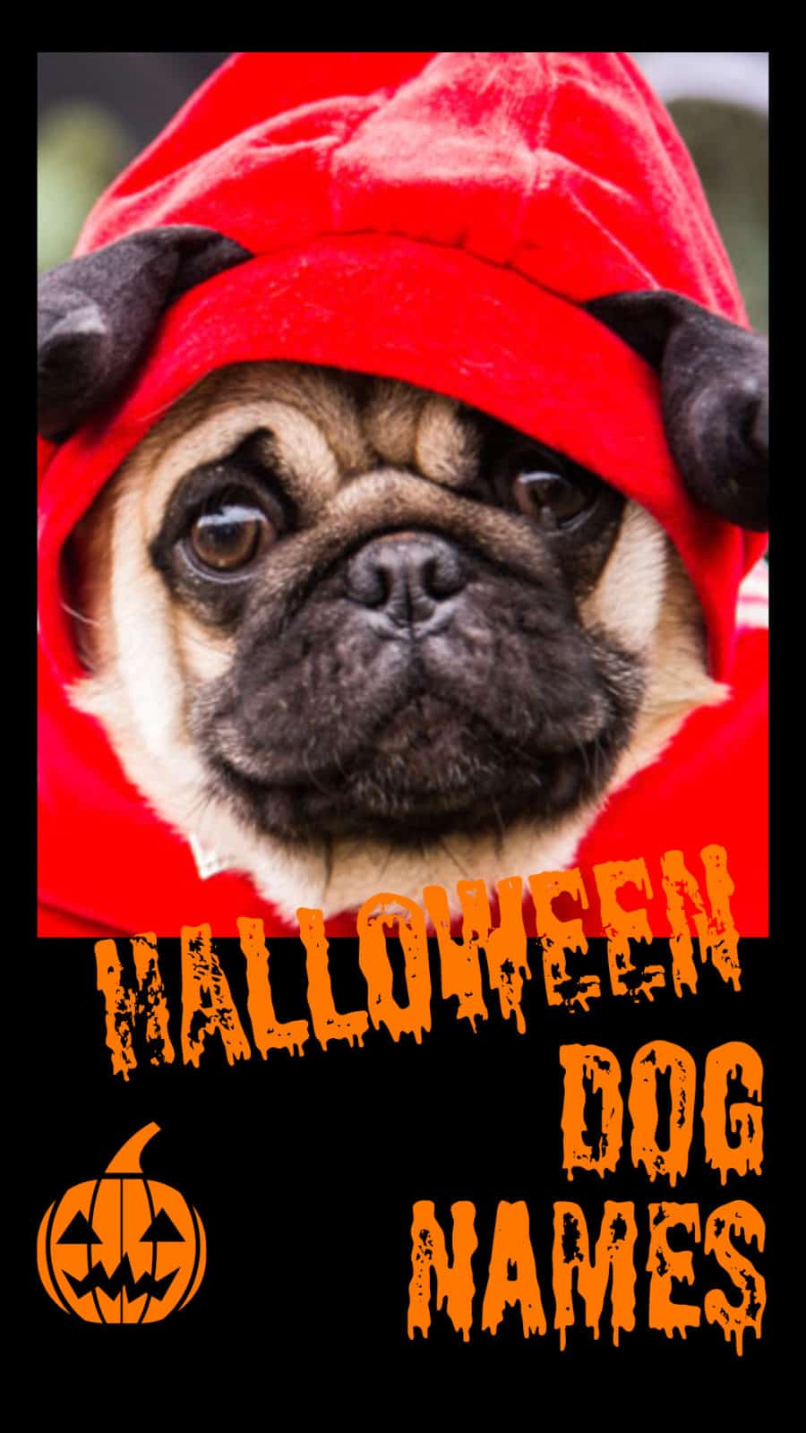 Halloween dog names