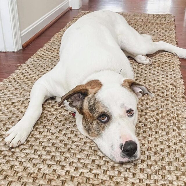 Rescue Dog Great Pyrenees and Pit Bell Mix.