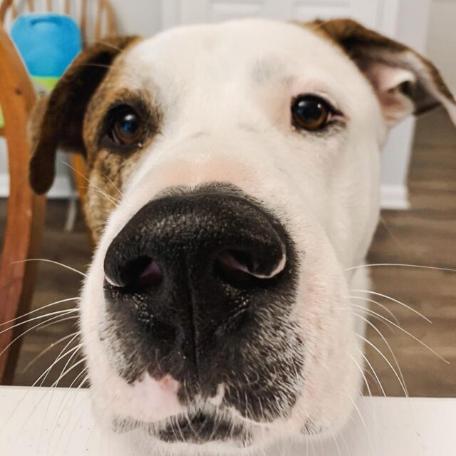 The rescue dog is watching the loved ones.