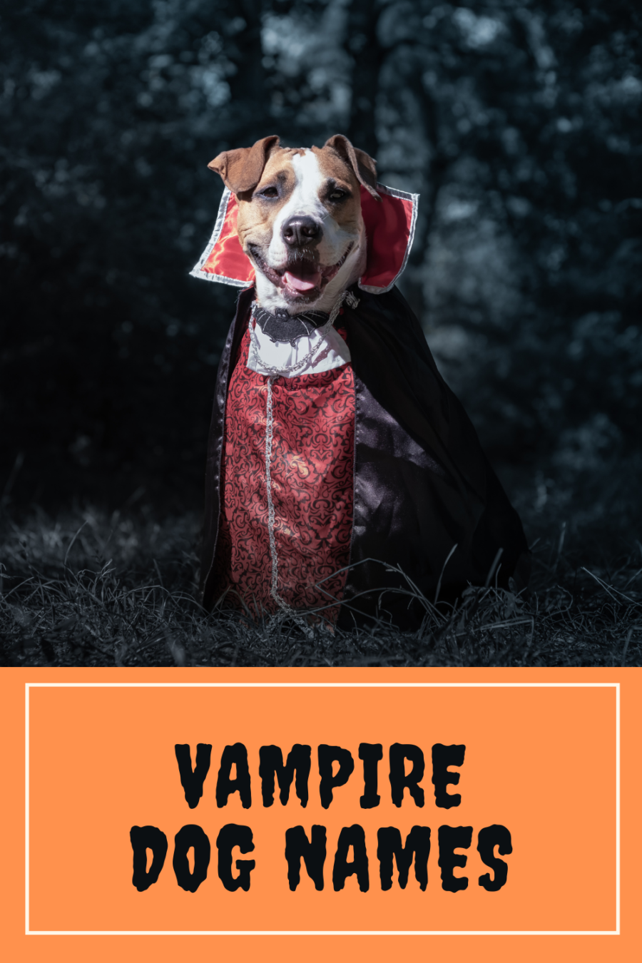 Name the vampire dog.