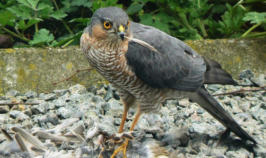 Hecatombe of Raptors shot by hunters