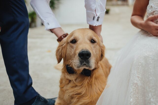 Gold Retriever at the wedding