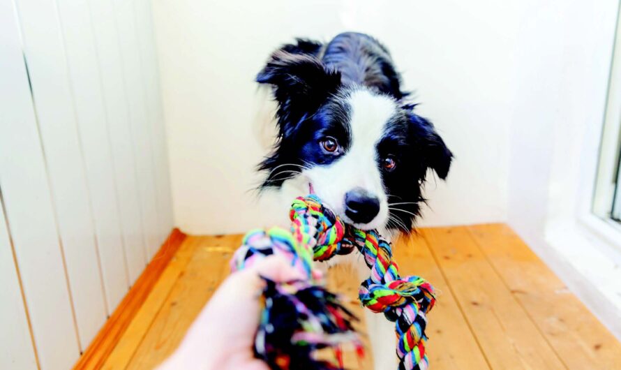 3 games to play to help stealing dogs – Dogster